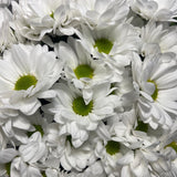 Load image into Gallery viewer, Chrysanthemum Daisy White