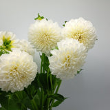 Load image into Gallery viewer, Dahlias White