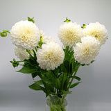 Load image into Gallery viewer, Dahlias White