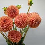 Load image into Gallery viewer, Dahlias Peach