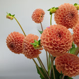 Load image into Gallery viewer, Dahlias Peach