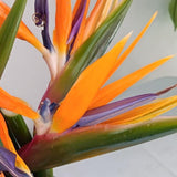 Load image into Gallery viewer, Birds of Paradise Tropical Flower