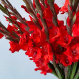 Load image into Gallery viewer, Gladiolus - Red