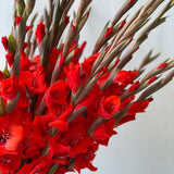 Load image into Gallery viewer, Gladiolus - Red