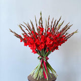 Load image into Gallery viewer, Gladiolus - Red