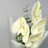 Load image into Gallery viewer, Anthurium White