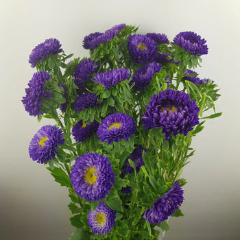 Bouquet of vibrant purple Matsumoto Aster flowers with yellow centers and green foliage, multiple blooms per stem.