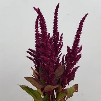 bunch of 10 Astilbe Red stems with feathery plumes and green leaves against white background