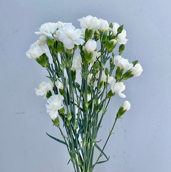 MINI CARNATIONS