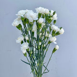 Load image into Gallery viewer, MINI CARNATIONS
