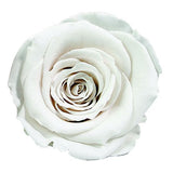 Load image into Gallery viewer, Ecuadorian Preserved Rose White - 6 units