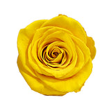 Load image into Gallery viewer, Ecuadorian Preserved Rose Yellow - 6 units