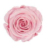 Load image into Gallery viewer, Ecuadorian Preserved Rose Light Pink- 6 units