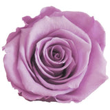 Load image into Gallery viewer, Ecuadorian Preserved Rose Lavender - 6 units