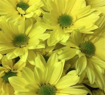 Close-up of bright yellow daisy flowers with light green centers in a bouquet arrangement