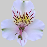 Load image into Gallery viewer, ALSTROEMERIAS WHITE