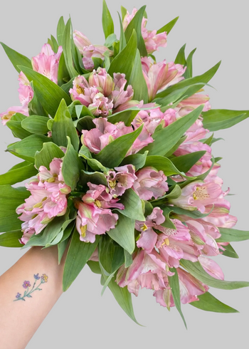 ALSTROEMERIA PINK