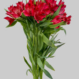 Load image into Gallery viewer, ALSTROEMERIA RED
