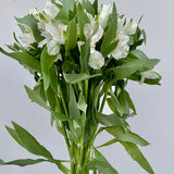 Load image into Gallery viewer, ALSTROEMERIAS WHITE