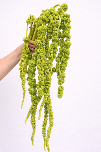 AMARANTHUS GREEN