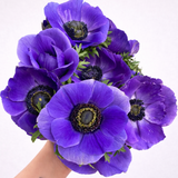 Load image into Gallery viewer, ANEMONE BLUE PURPLE