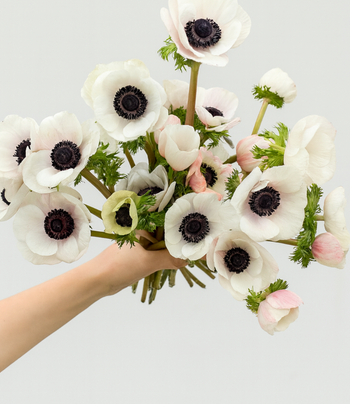 ANEMONE BLUSH WHITE