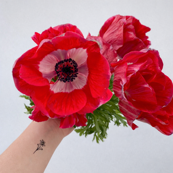 ANEMONE RED