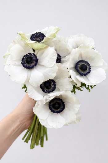 ANEMONE WHITE PANDA