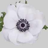Load image into Gallery viewer, ANEMONE WHITE PANDA