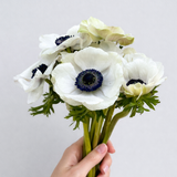 Load image into Gallery viewer, ANEMONE WHITE PANDA