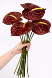 Load image into Gallery viewer, Anthurium Chocolate