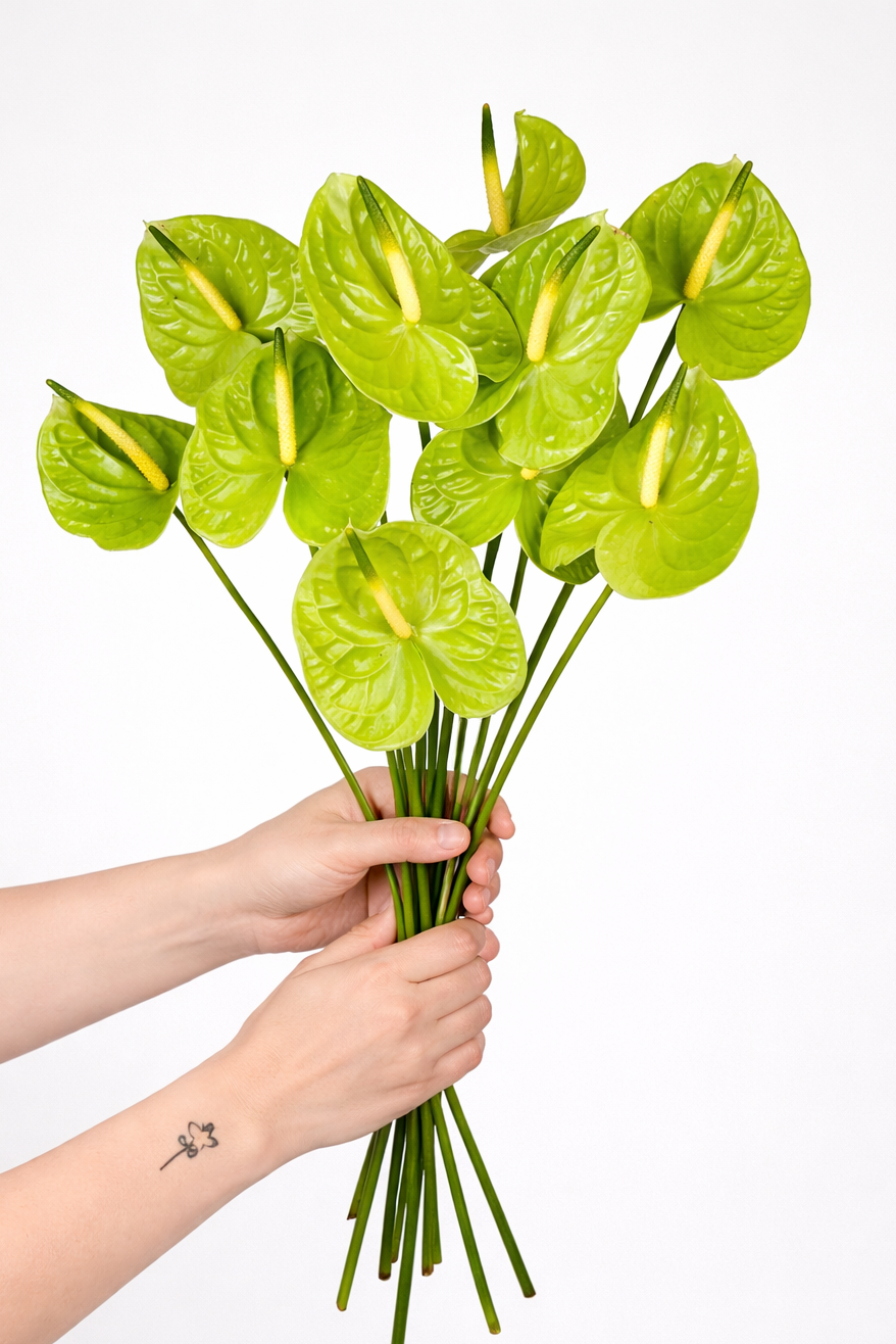 anthurium come from Anthurium Green