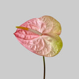 Load image into Gallery viewer, Anthurium Peach
