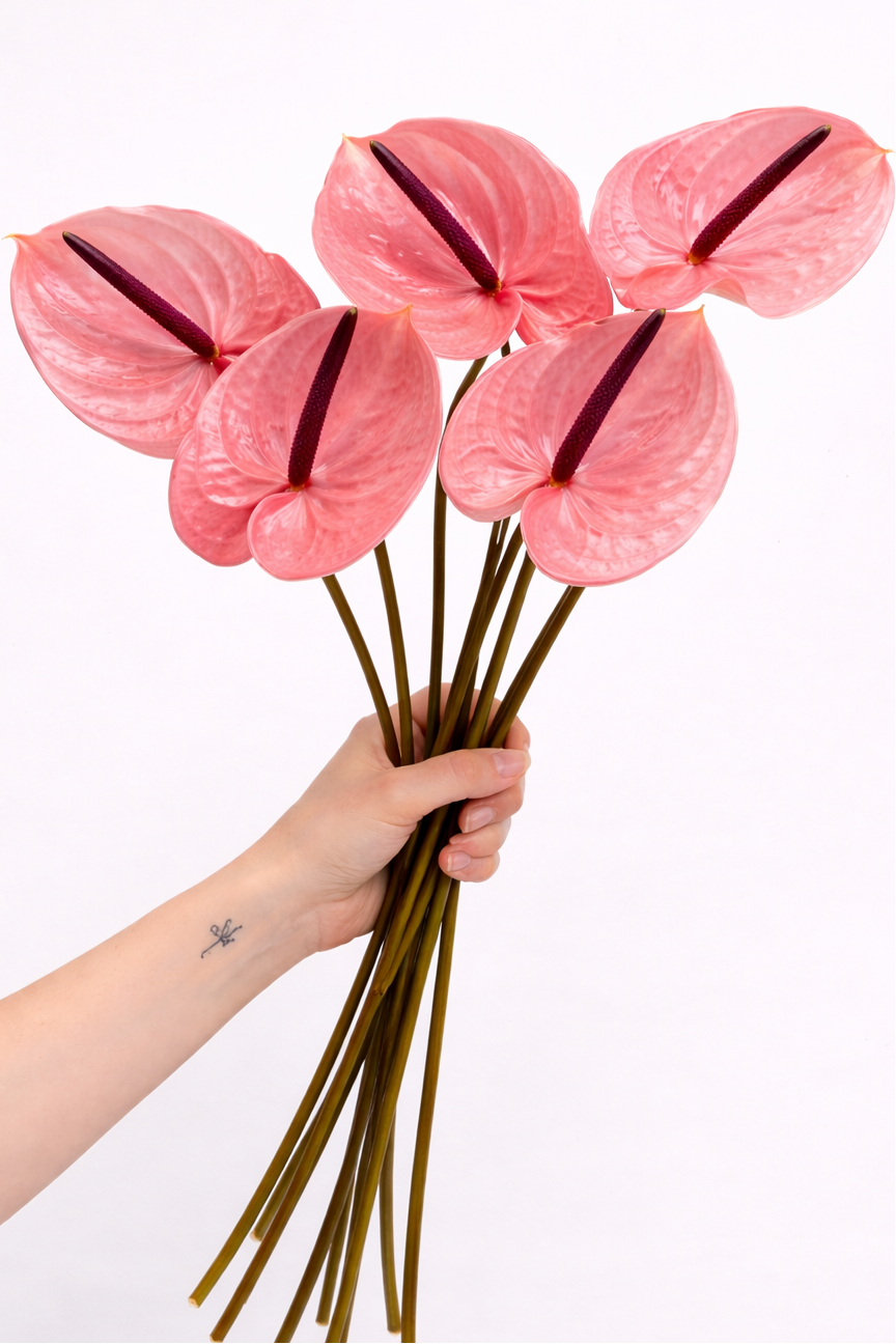 Anthurium Pink - Stunning Tropical Anthurium Flower Anthurium Pink - Stunning Tropical Anthurium Flower