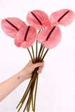 Load image into Gallery viewer, Anthurium Pink