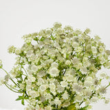 Load image into Gallery viewer, Astrantia Billion Stars White