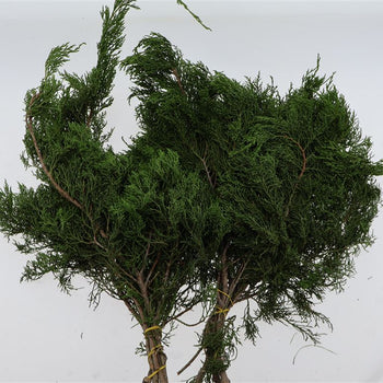 Gold Tip Cedar (premium)