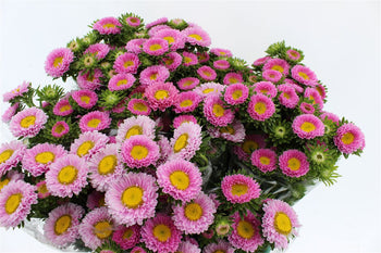 Pink Matsumoto Aster flowers with yellow centers in full bloom, clustered on stems for bouquet arrangements