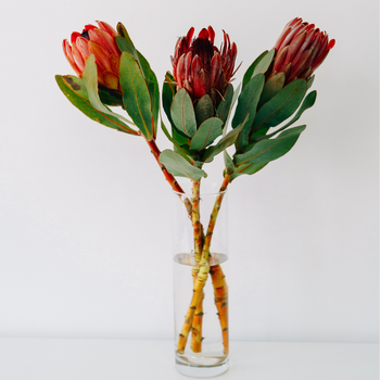 Pink Ice Queen Protea flowers with light pink blooms and green leaves arranged in a clear glass vase