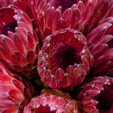 Load image into Gallery viewer, Protea Pink Ice