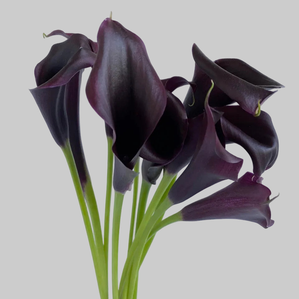 burgundy calla lily plant Calla Lily Mini BURGUNDY ("BLACK") |DIY Wedding & Event Flower |BloombyBunches