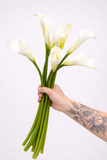 Load image into Gallery viewer, Calla Lily Standard White