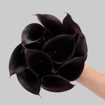 Calla Lily Mini Purple Black