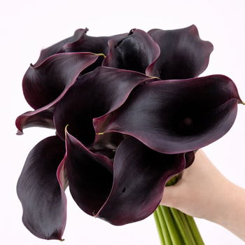 Calla Lily Standard Black Burgundy