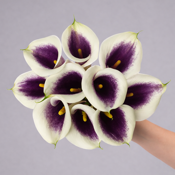 Calla Lily Mini Picasso