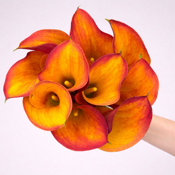 Calla Lily Mini Orange
