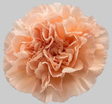 Load image into Gallery viewer, CARNATIONS PEACH