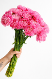 Load image into Gallery viewer, CARNATIONS PINK