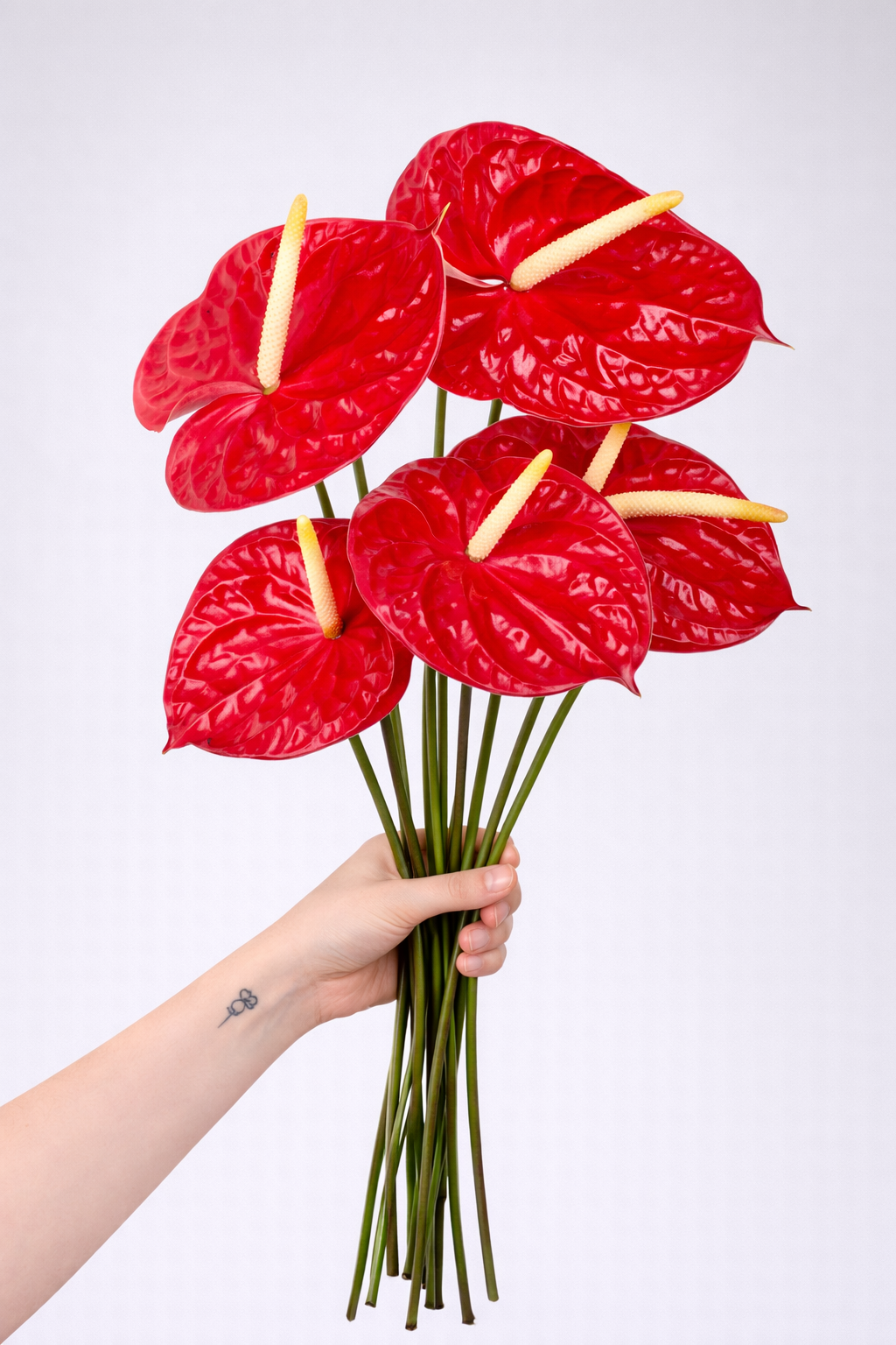 fresh cut anthurium flowers Red Anthurium