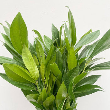 Fresh Cocculus greenery with rich, glossy, wide tapering green leaves, ideal for floral arrangements and bouquets.